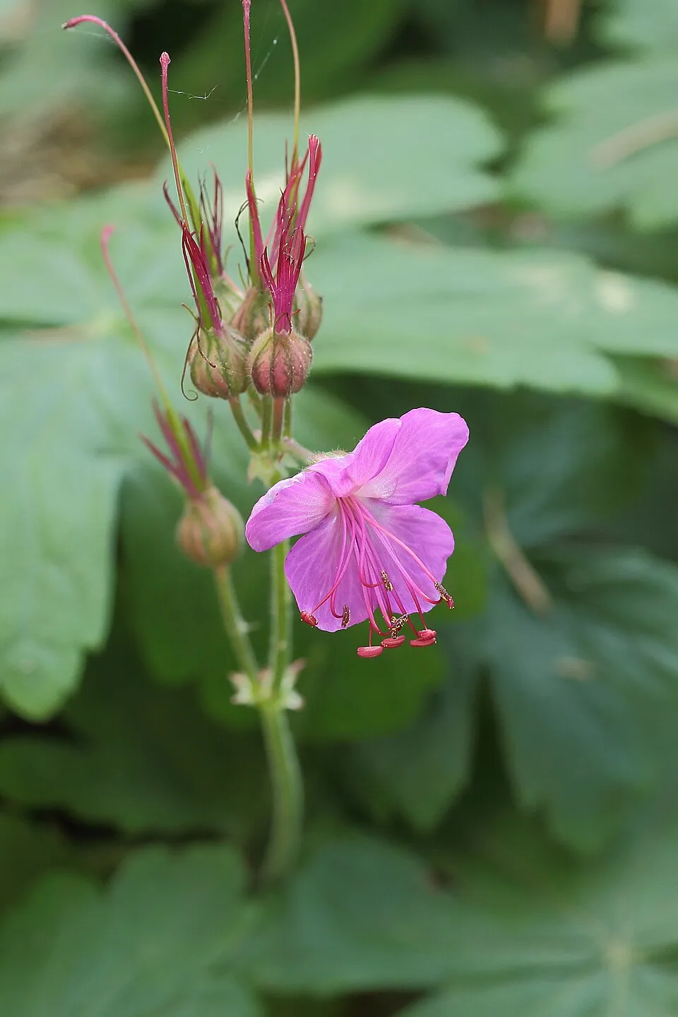 Illatos gólyaorr / Geranium macrorrhizum 'Ingwersen's Variety'