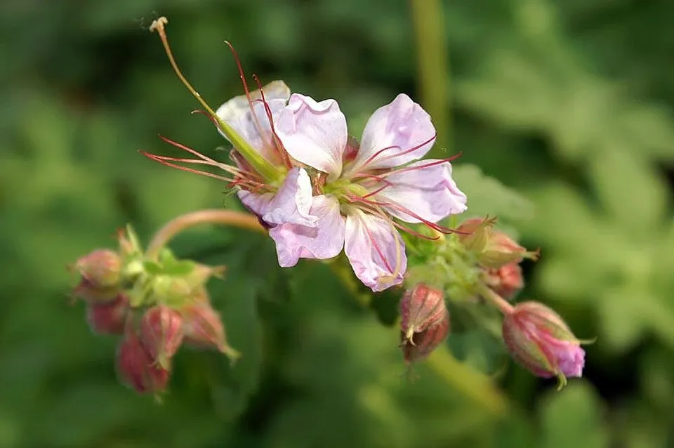 Illatos gólyaorr / Geranium macrorrhizum 'Ingwersen's Variety'