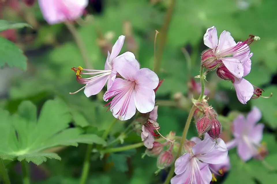Illatos gólyaorr / Geranium macrorrhizum 'Ingwersen's Variety'