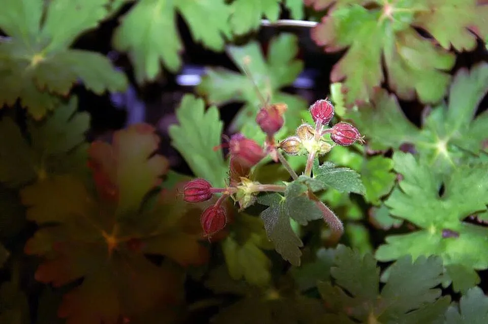 Illatos gólyaorr / Geranium macrorrhizum 'Ingwersen's Variety'