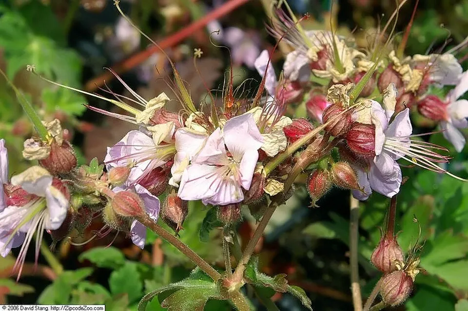 Illatos gólyaorr / Geranium macrorrhizum 'Ingwersen's Variety'
