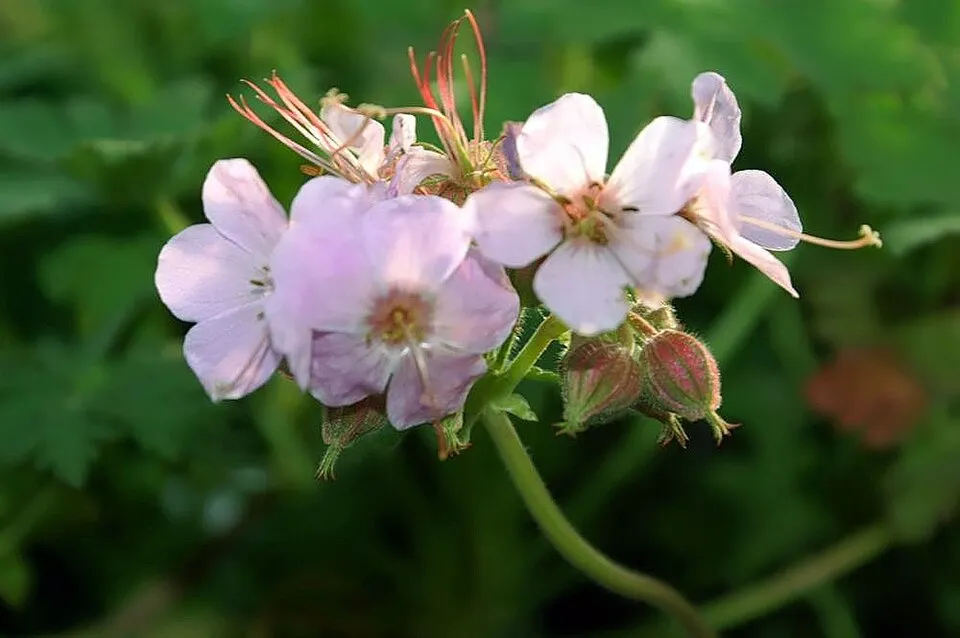Illatos gólyaorr / Geranium macrorrhizum 'Ingwersen's Variety'