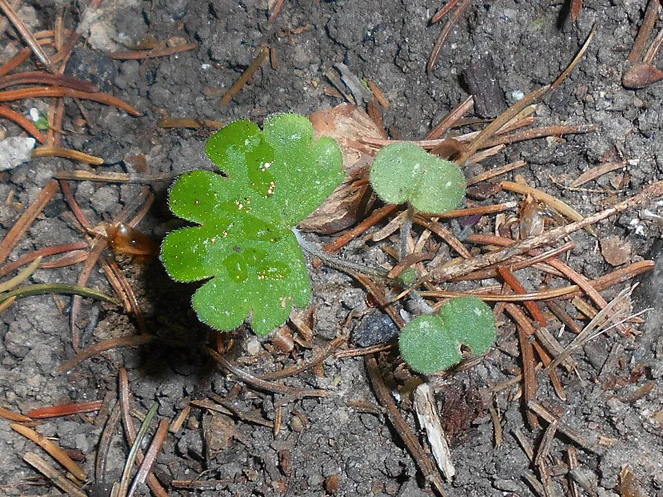 Illatos gólyaorr / Geranium macrorrhizum 'Ingwersen's Variety'