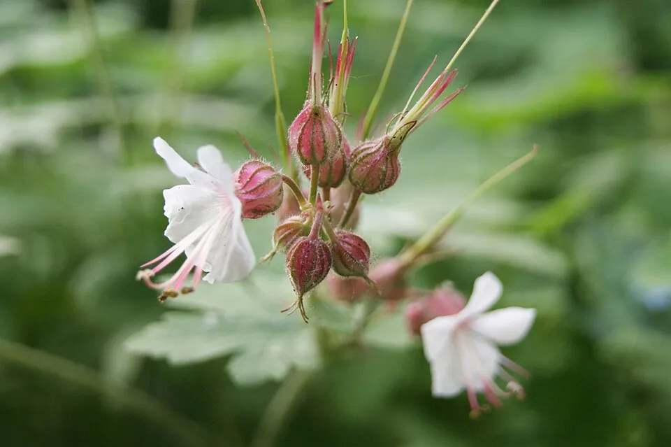 Illatos gólyaorr / Geranium macrorrhizum 'Spessart'