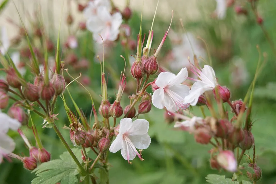Illatos gólyaorr / Geranium macrorrhizum 'Spessart'