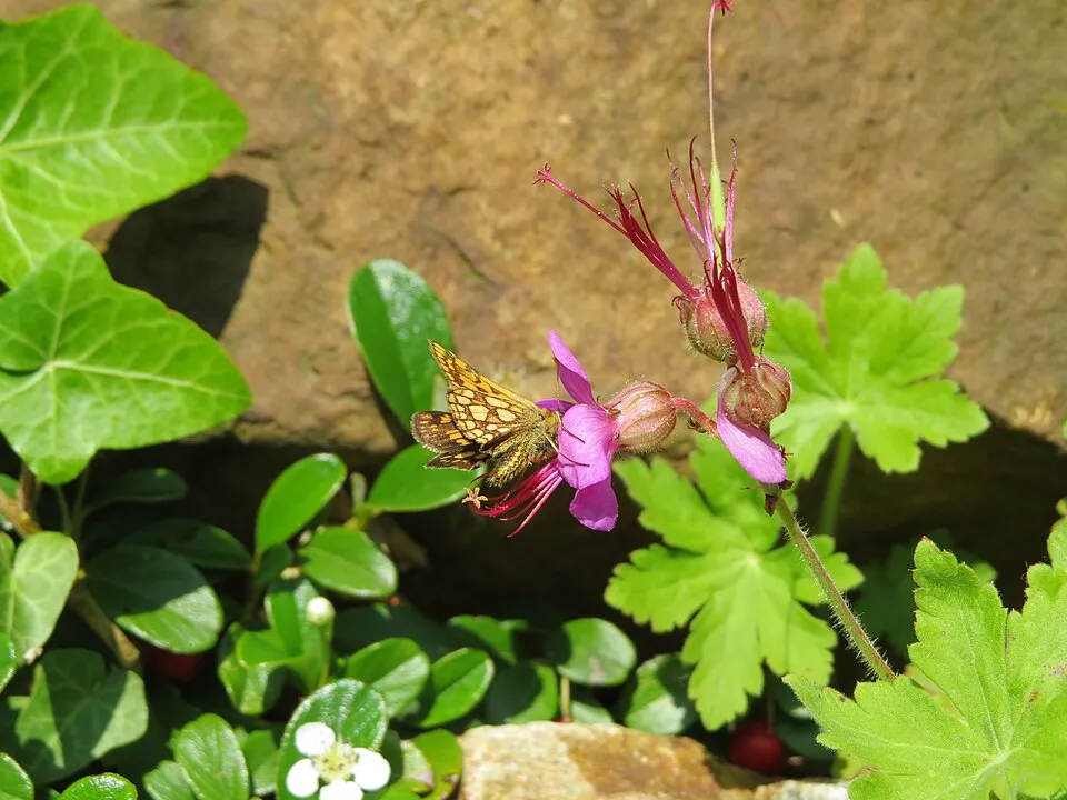Illatos gólyaorr / Geranium macrorrhizum 'Spessart'