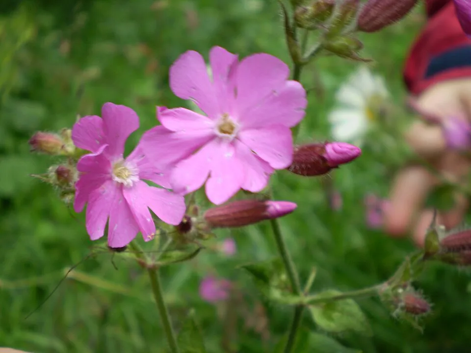 Illatos gólyaorr / Geranium macrorrhizum 'Spessart'