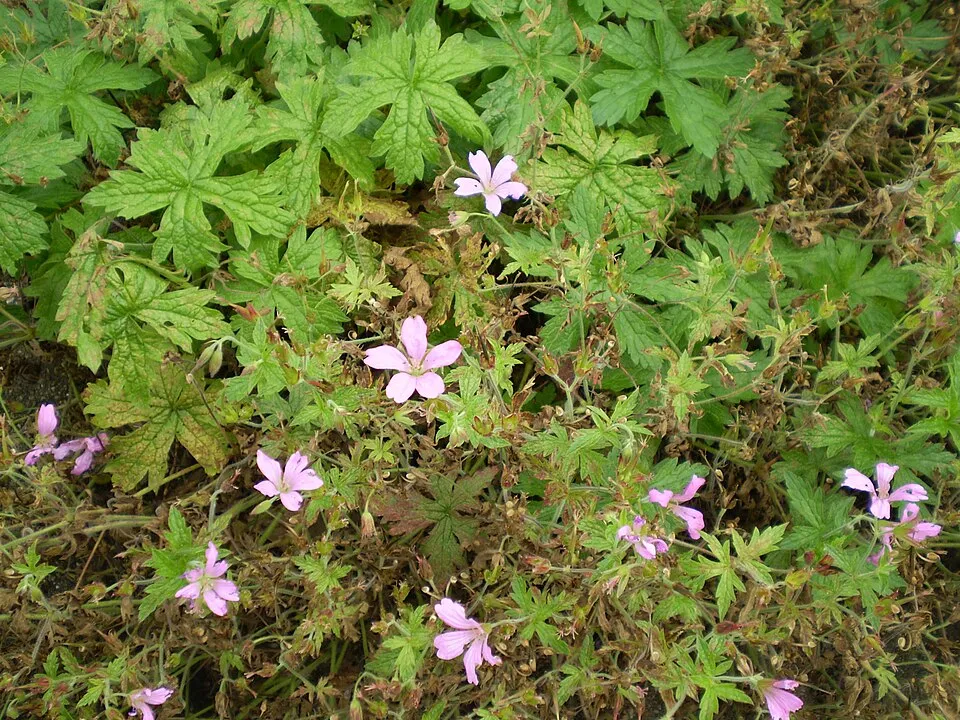 Illatos gólyaorr / Geranium macrorrhizum 'Spessart'