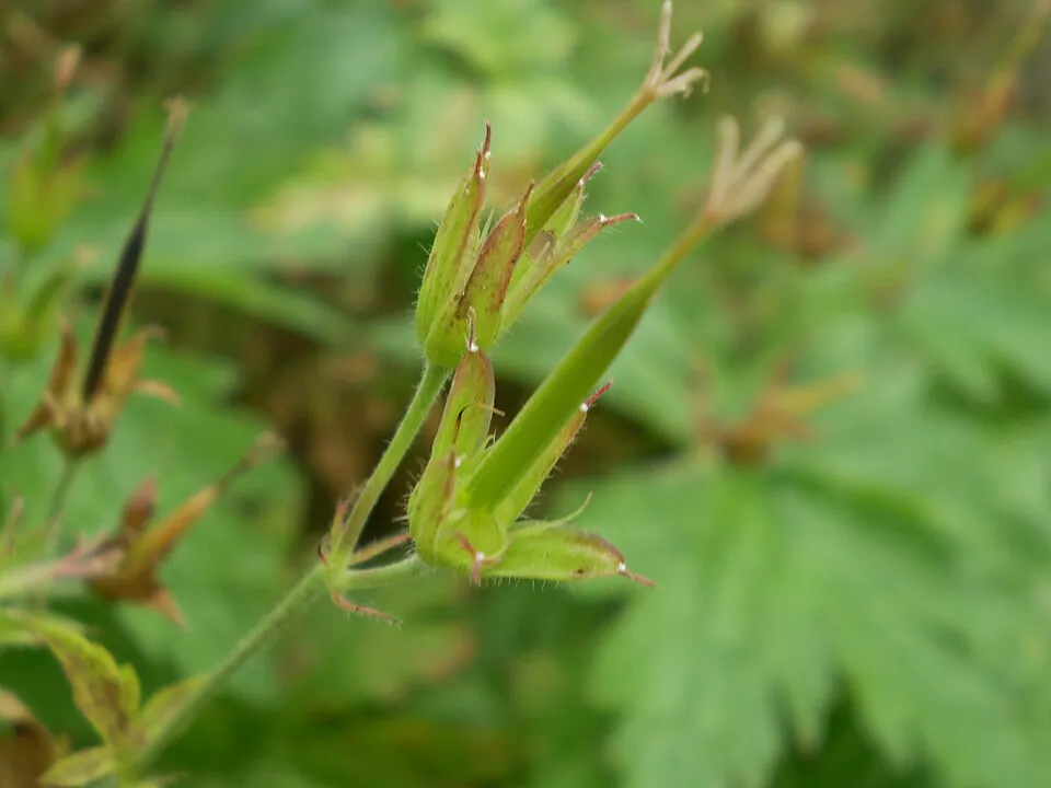 Illatos gólyaorr / Geranium macrorrhizum 'Spessart'