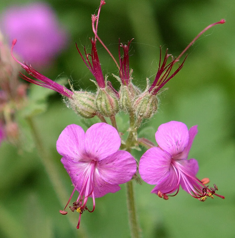 Illatos gólyaorr / Geranium macrorrhizum 'Spessart'