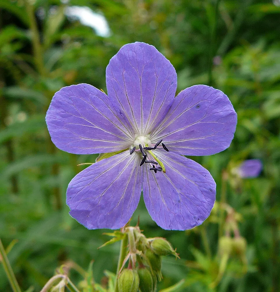 Illatos gólyaorr / Geranium macrorrhizum 'Spessart'