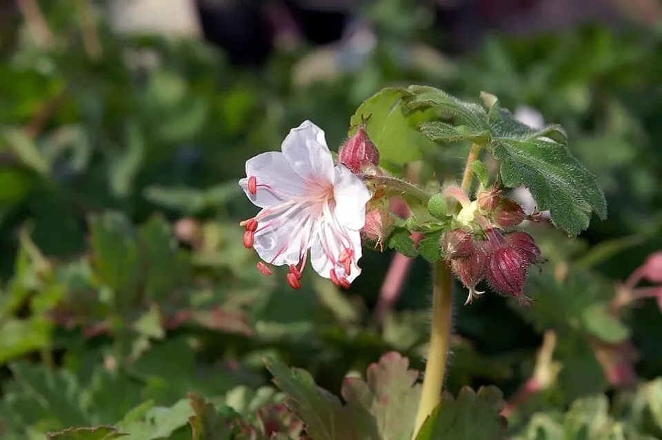 Illatos gólyaorr / Geranium macrorrhizum 'Spessart'