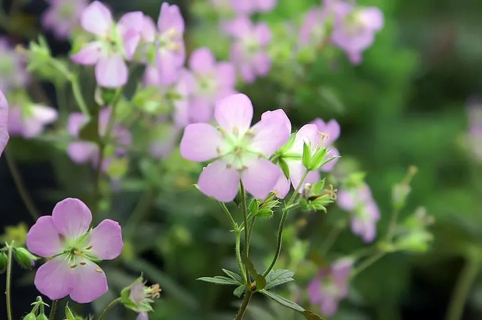 Gólyaorr / Geranium maculatum 'Elizabeth Ann'