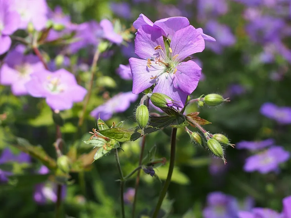 Gólyaorr / Geranium maculatum 'Elizabeth Ann'