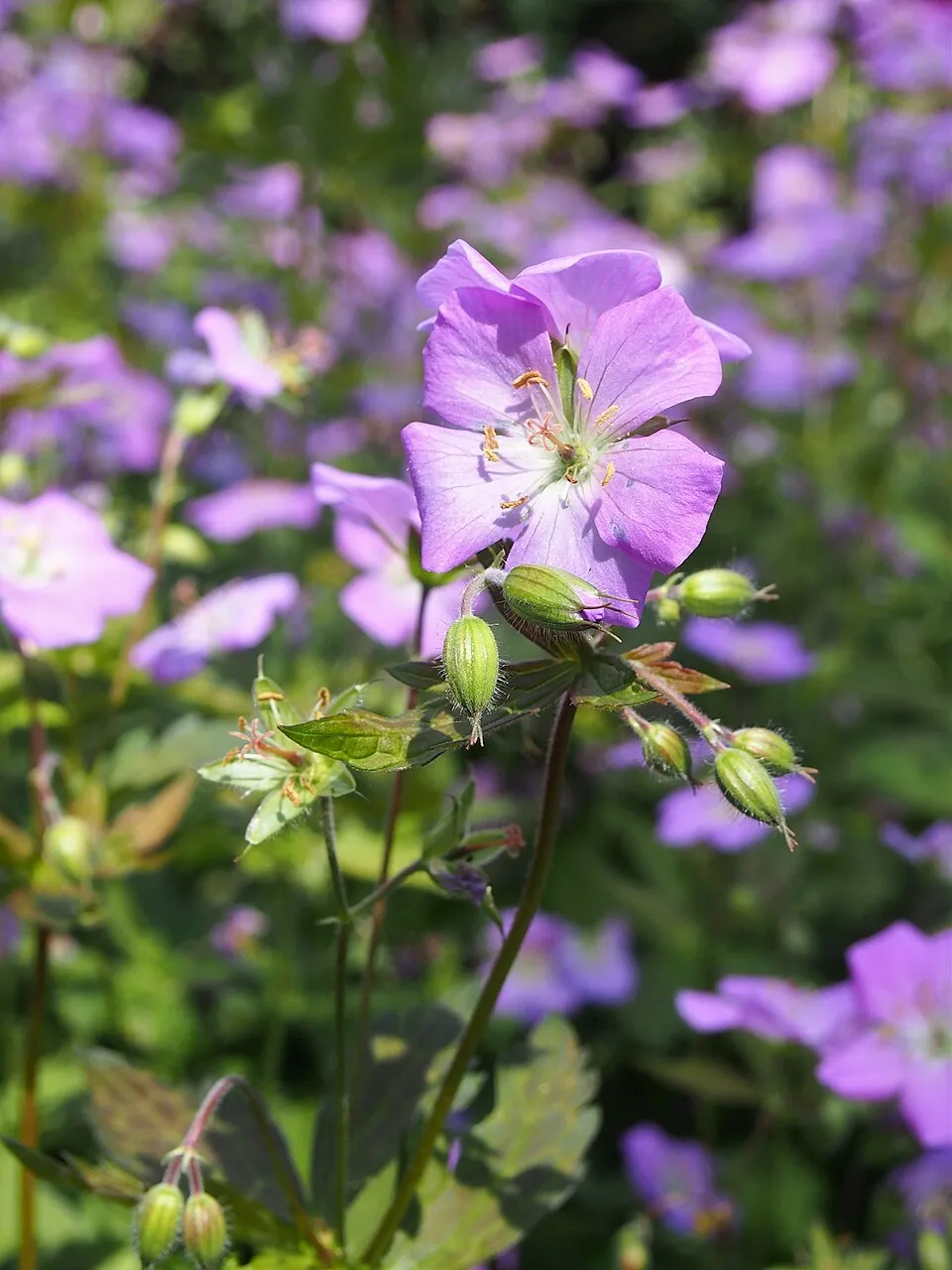 Gólyaorr / Geranium maculatum 'Elizabeth Ann'