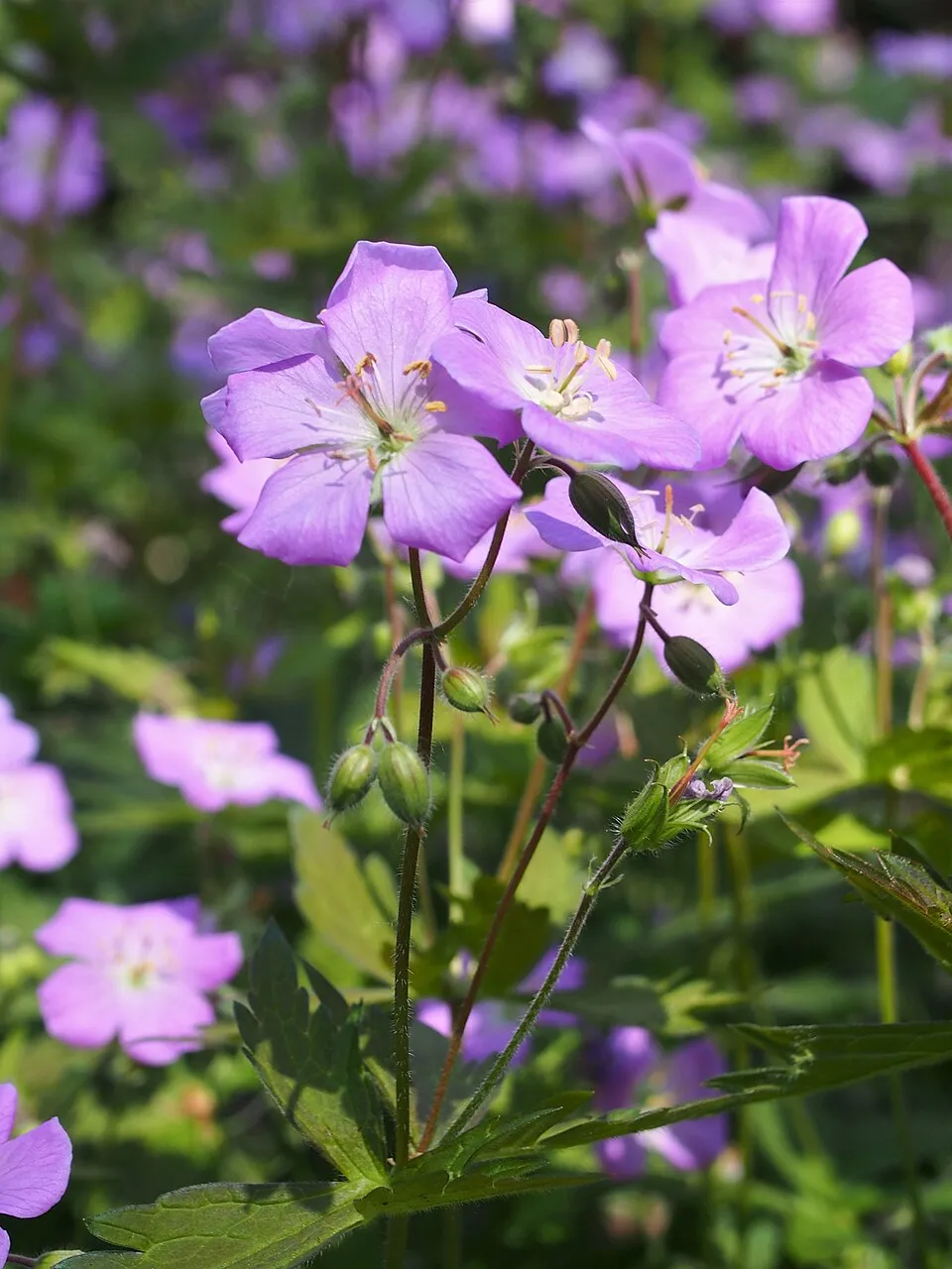 Gólyaorr / Geranium maculatum 'Elizabeth Ann'