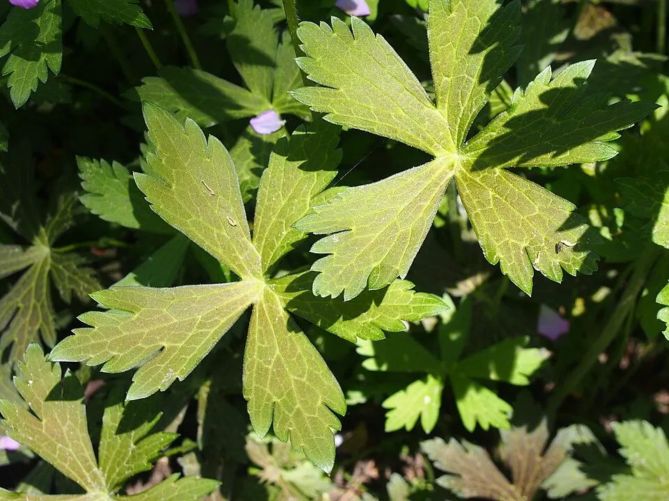 Gólyaorr / Geranium maculatum 'Elizabeth Ann'