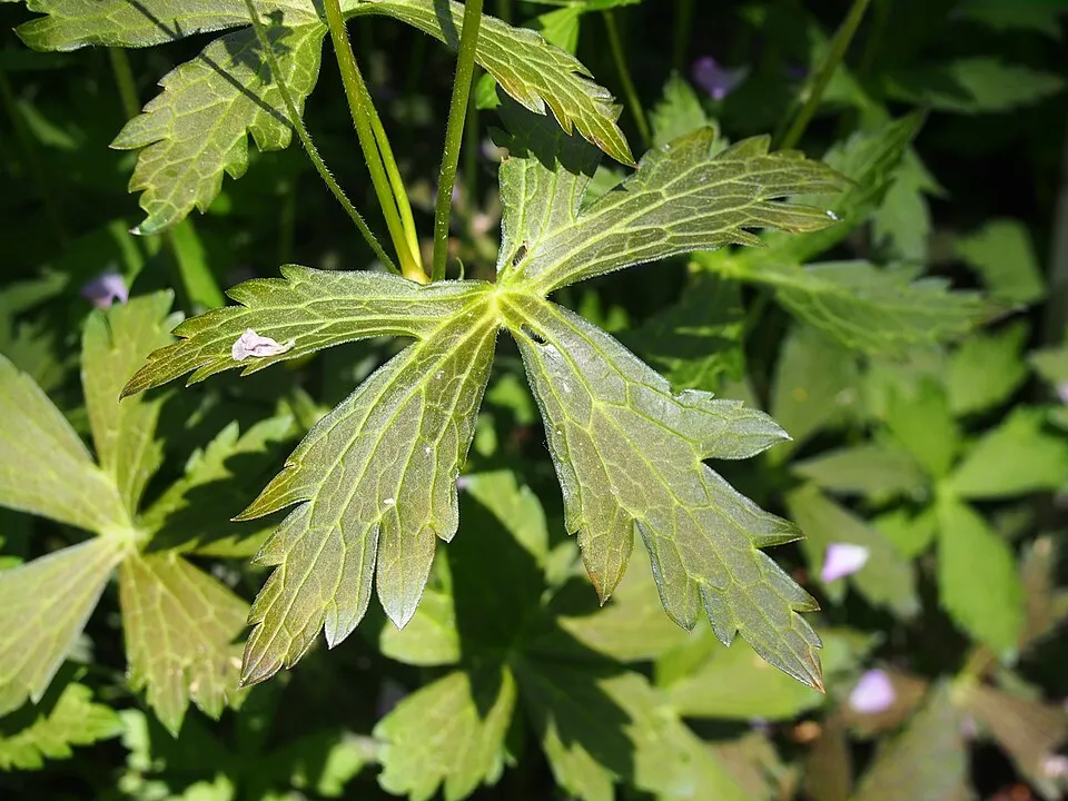 Gólyaorr / Geranium maculatum 'Elizabeth Ann'
