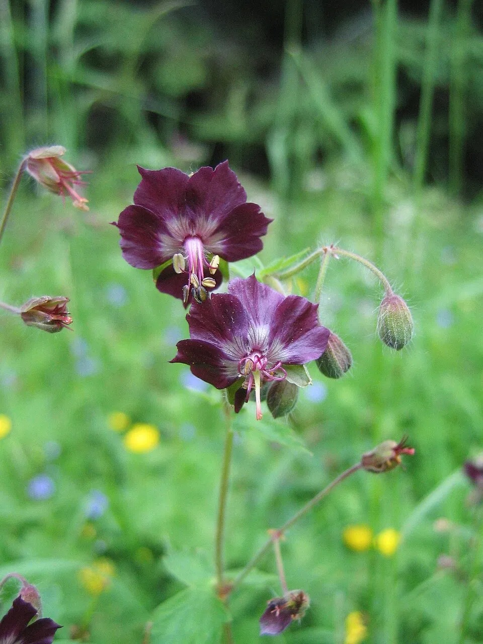 Fodros gólyaorr / Geranium phaeum 'Klepper'