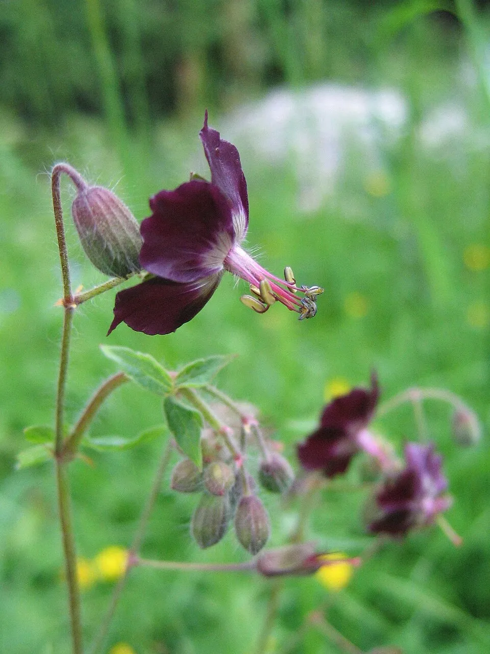 Fodros gólyaorr / Geranium phaeum 'Klepper'