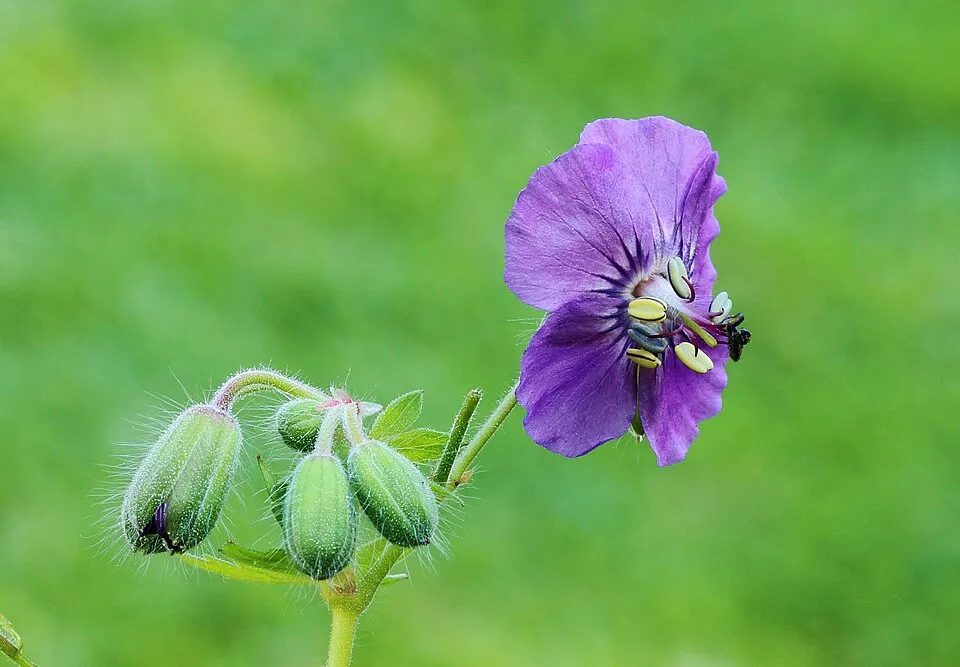Fodros gólyaorr / Geranium phaeum 'Klepper'