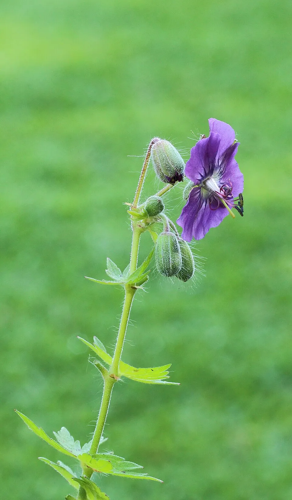 Fodros gólyaorr / Geranium phaeum 'Klepper'