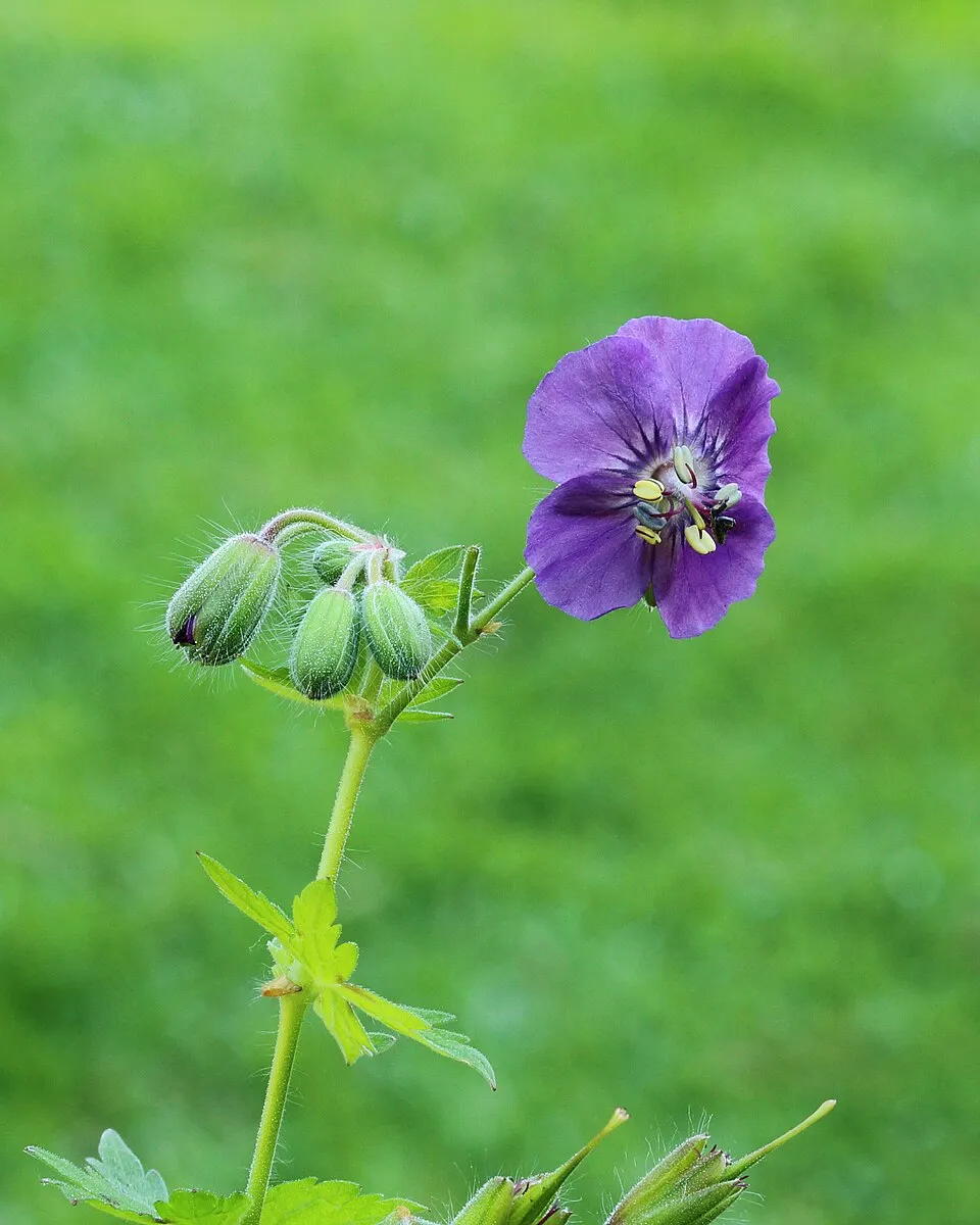Fodros gólyaorr / Geranium phaeum 'Klepper'