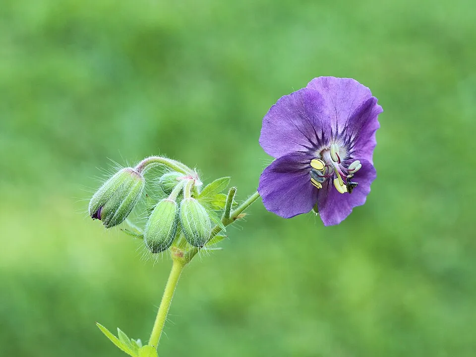 Fodros gólyaorr / Geranium phaeum 'Klepper'