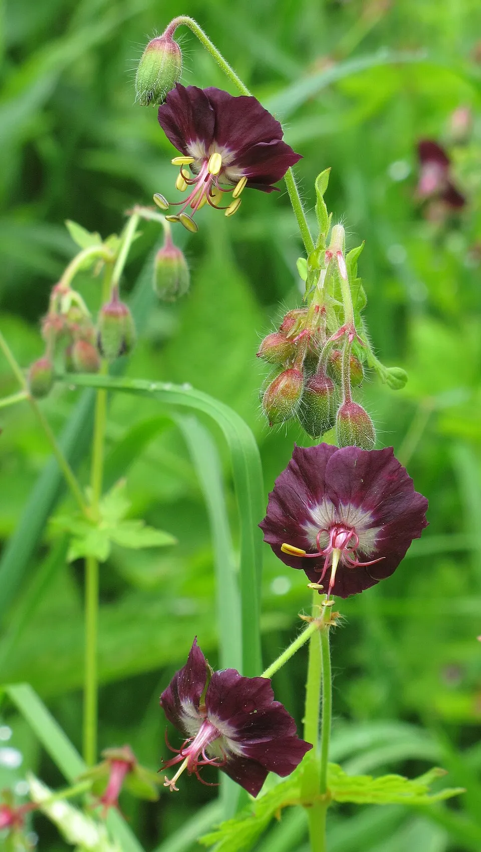 Fodros gólyaorr / Geranium phaeum 'Klepper'