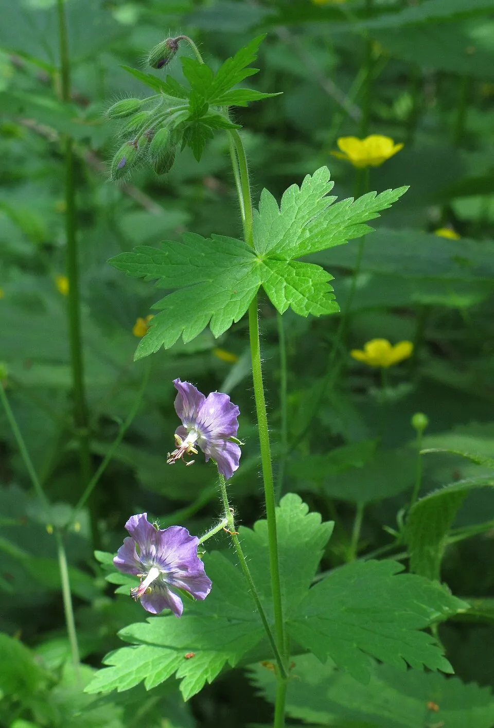 Fodros gólyaorr / Geranium phaeum 'Klepper'