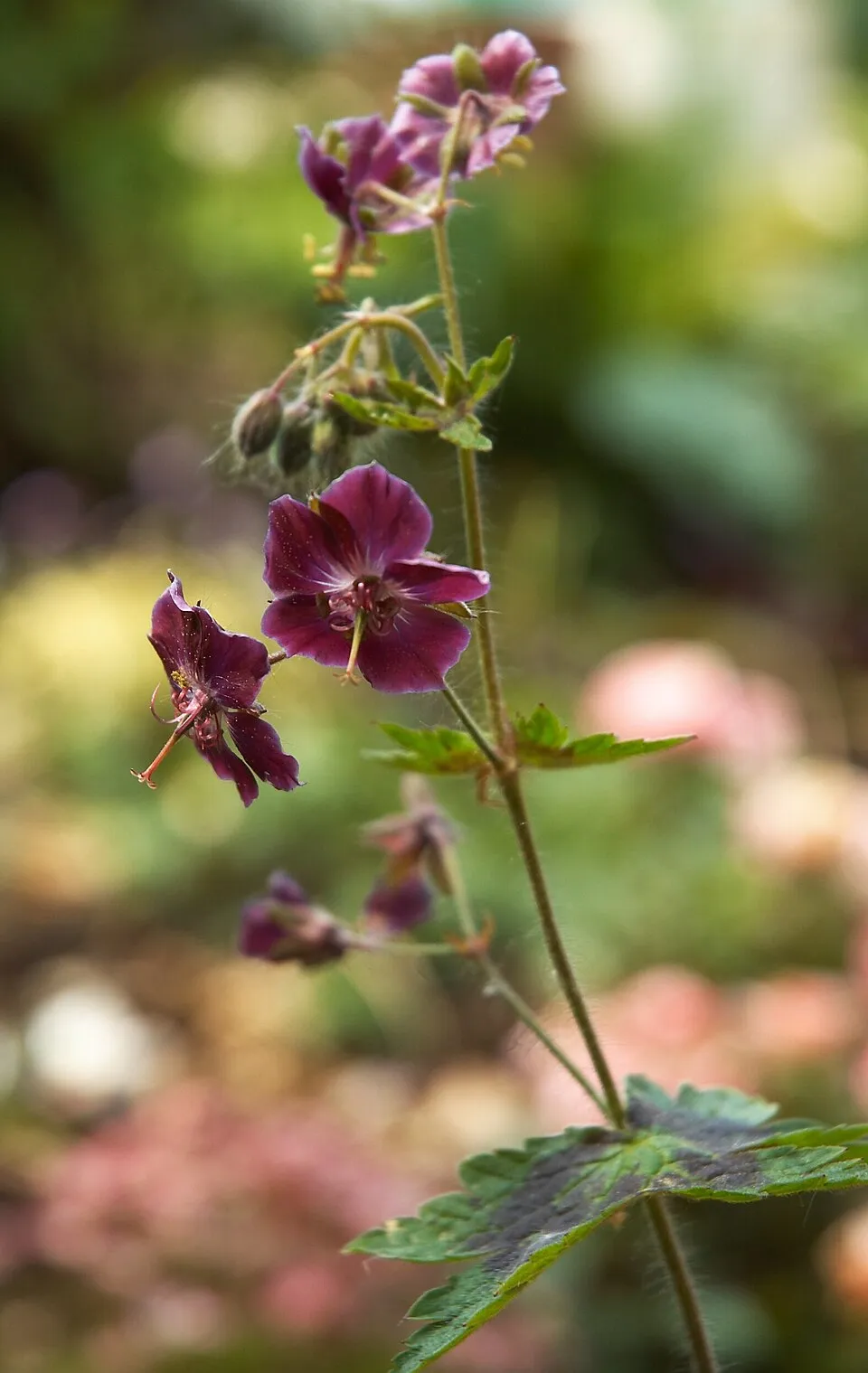 Fodros gólyaorr / Geranium phaeum 'Samobor'