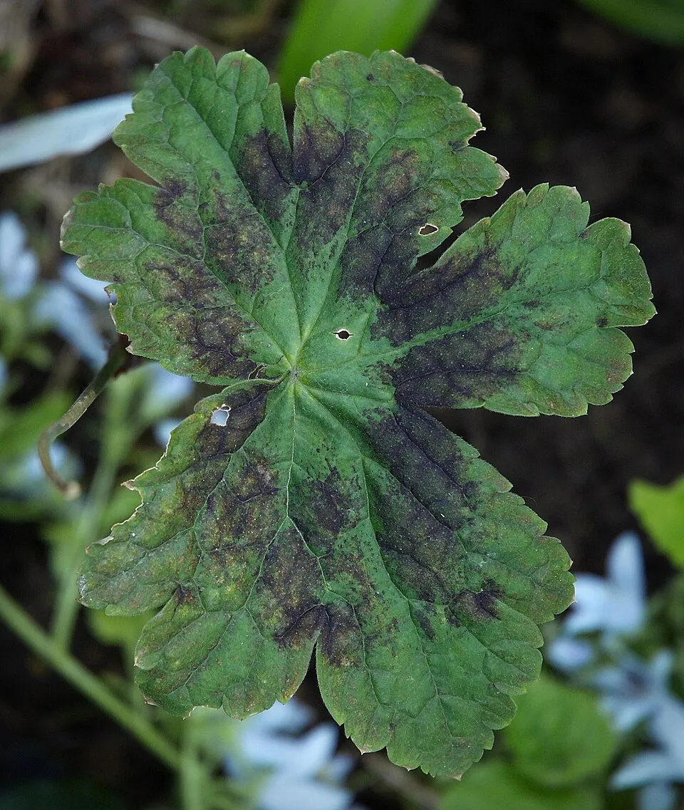 Fodros gólyaorr / Geranium phaeum 'Samobor'