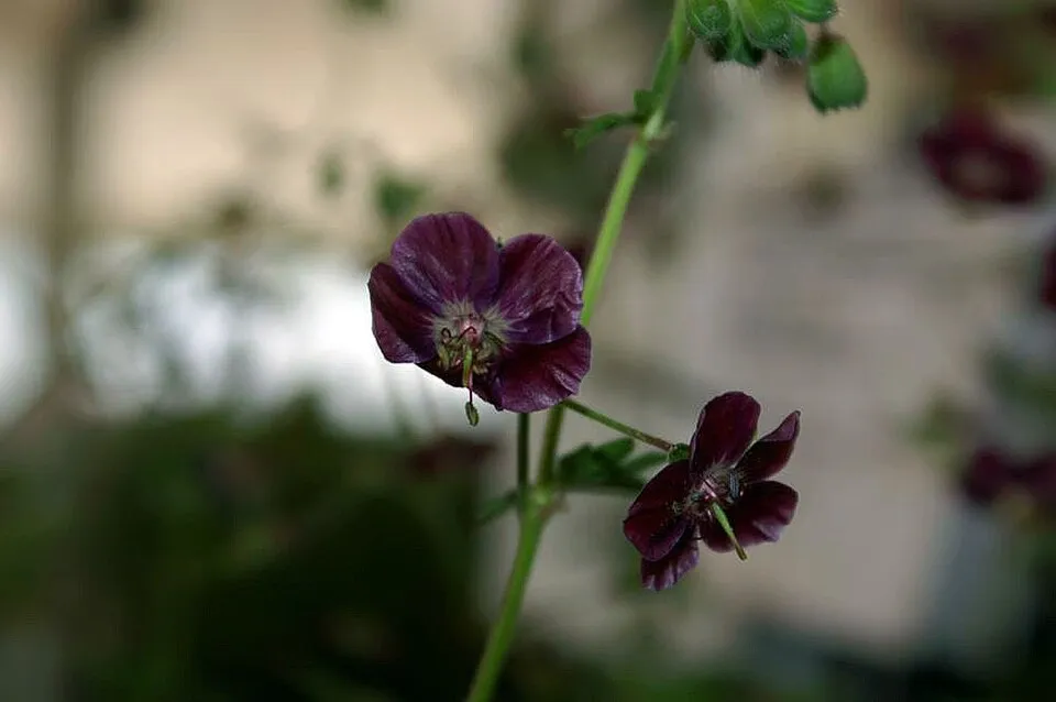 Fodros gólyaorr / Geranium phaeum 'Samobor'