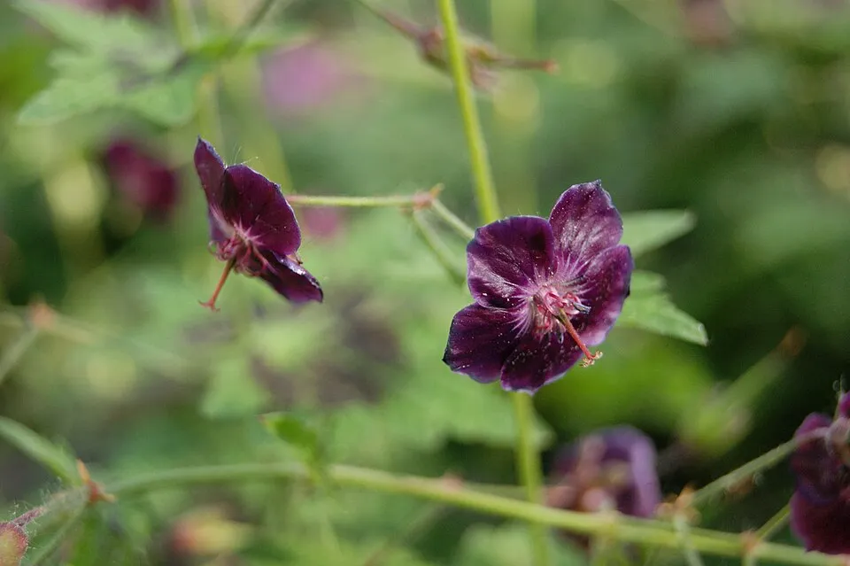 Fodros gólyaorr / Geranium phaeum 'Samobor'