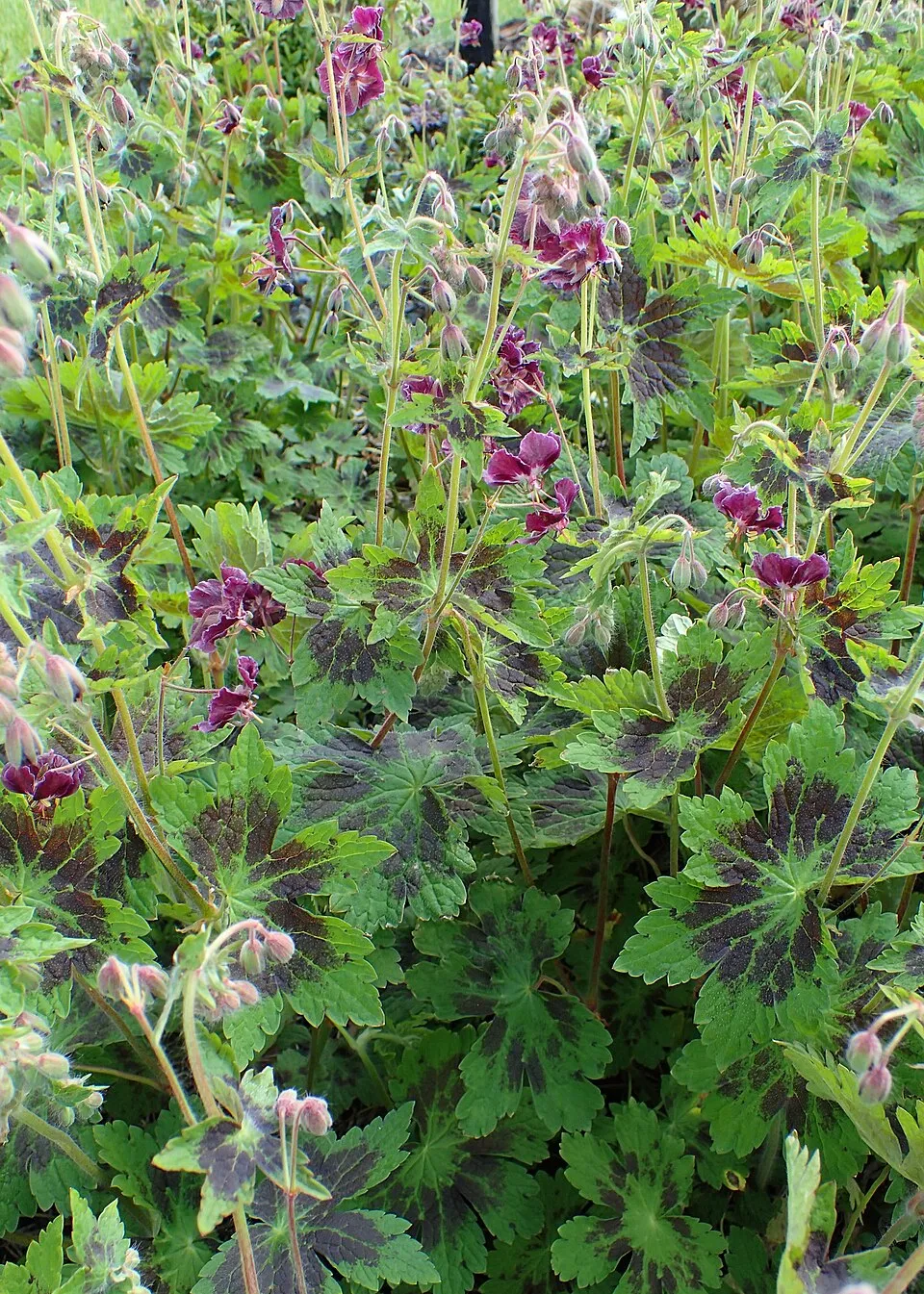 Fodros gólyaorr / Geranium phaeum 'Samobor'