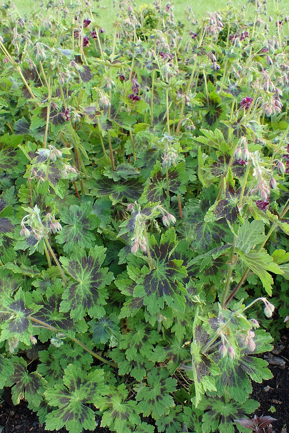 Fodros gólyaorr / Geranium phaeum 'Samobor'