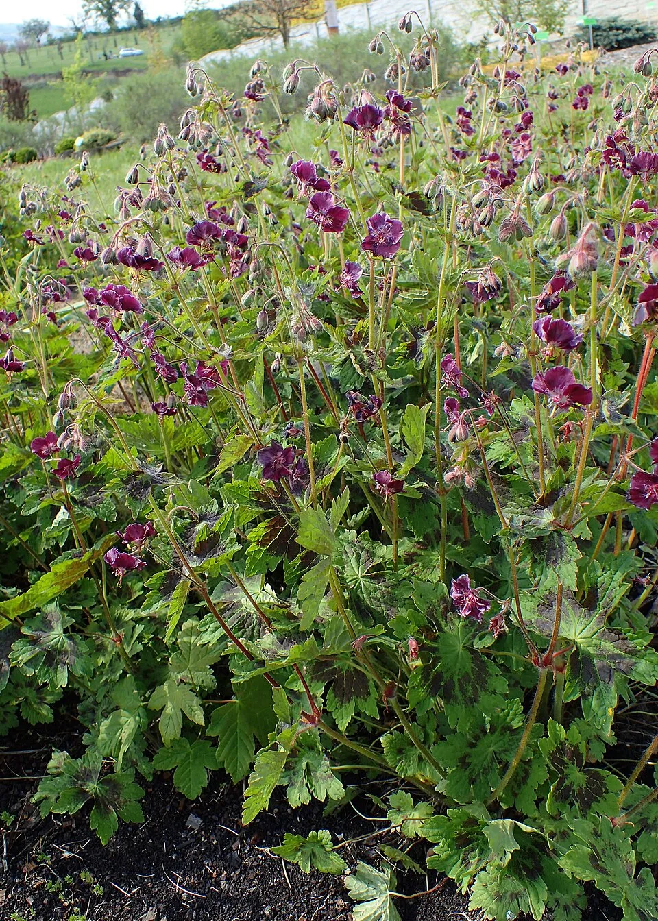 Fodros gólyaorr / Geranium phaeum 'Samobor'