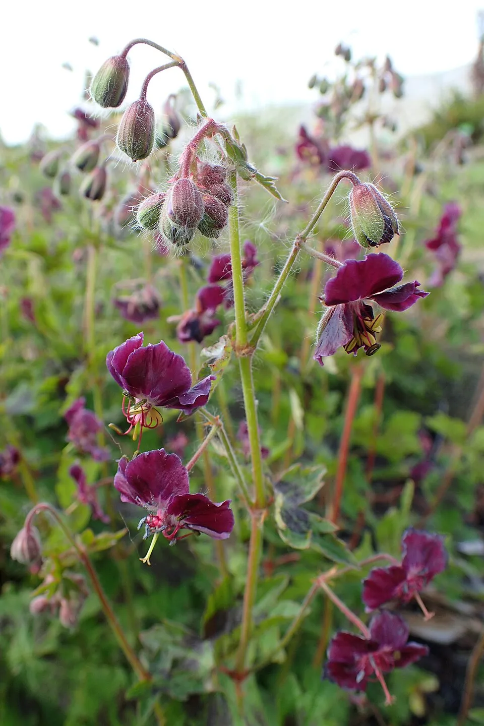 Fodros gólyaorr / Geranium phaeum 'Samobor'