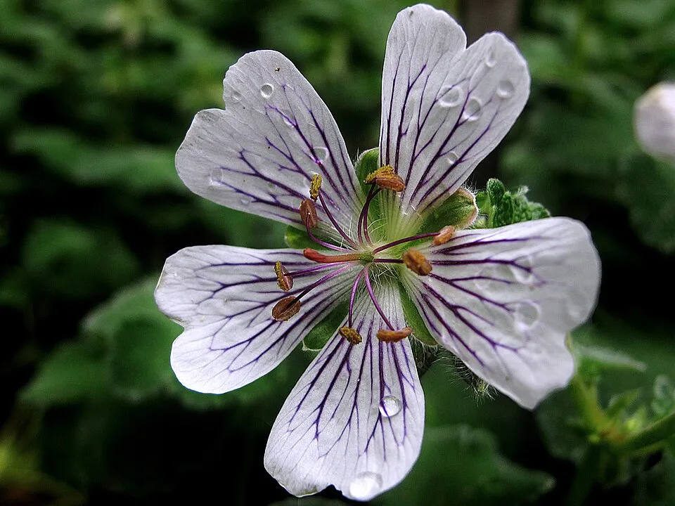 Ráncoslevelű gólyaorr / Geranium × renardii 'Philippe Vapelle'