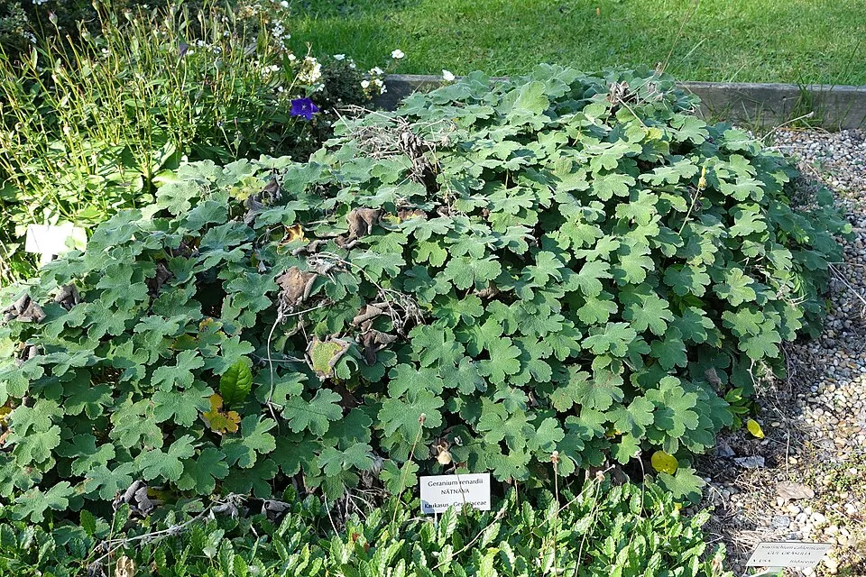 Ráncoslevelű gólyaorr / Geranium × renardii 'Philippe Vapelle'