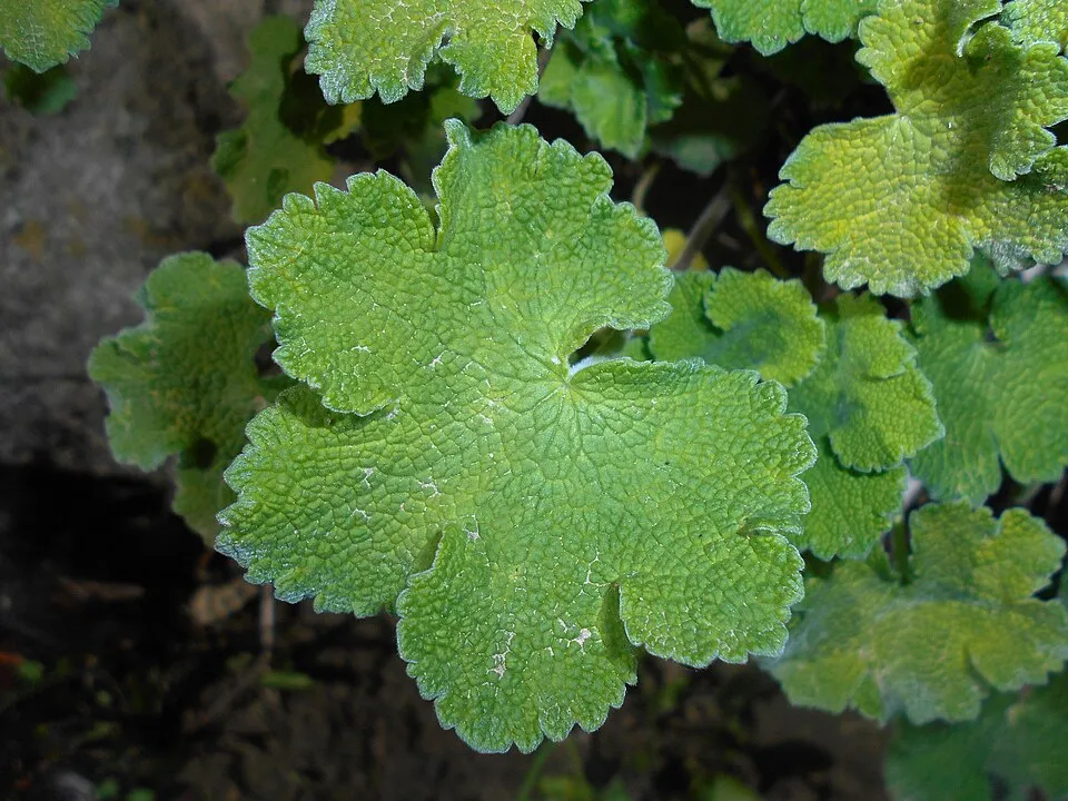Ráncoslevelű gólyaorr / Geranium × renardii 'Philippe Vapelle'