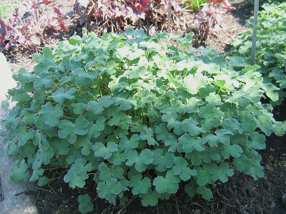 Ráncoslevelű gólyaorr / Geranium × renardii 'Philippe Vapelle'