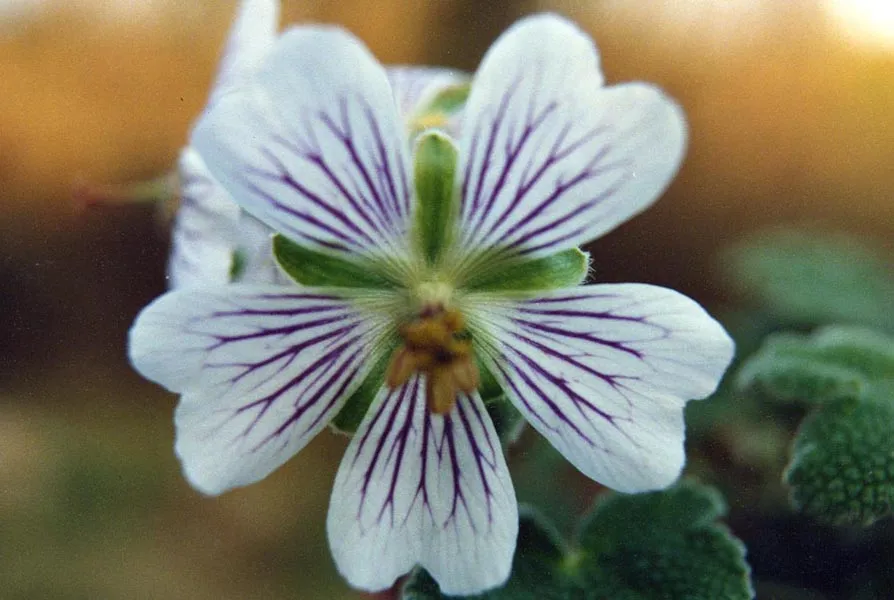 Ráncoslevelű gólyaorr / Geranium × renardii 'Philippe Vapelle'