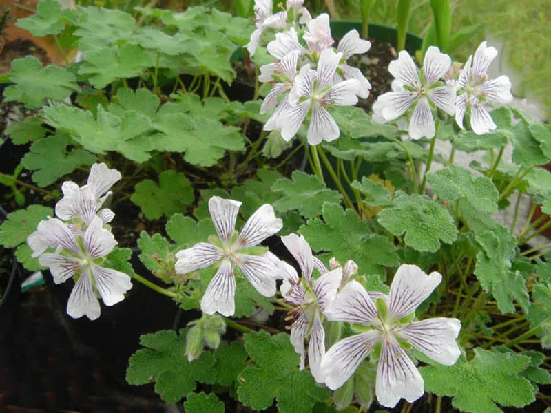 Ráncoslevelű gólyaorr / Geranium × renardii 'Philippe Vapelle'
