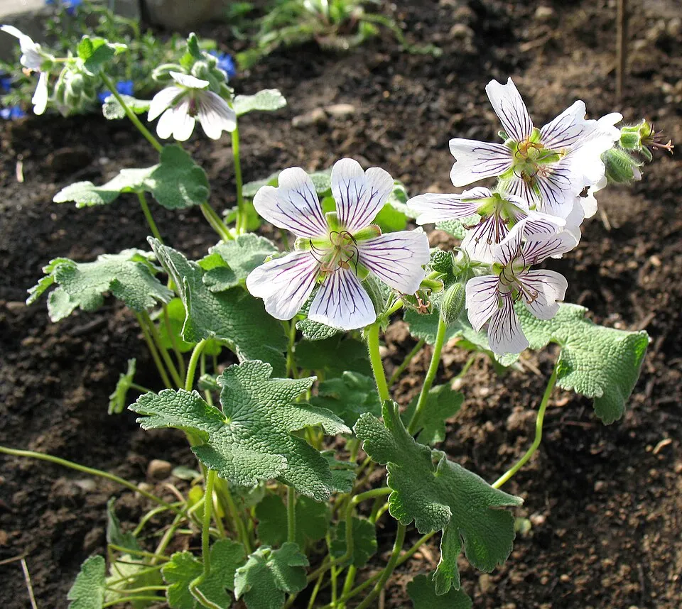 Ráncoslevelű gólyaorr / Geranium × renardii 'Philippe Vapelle'