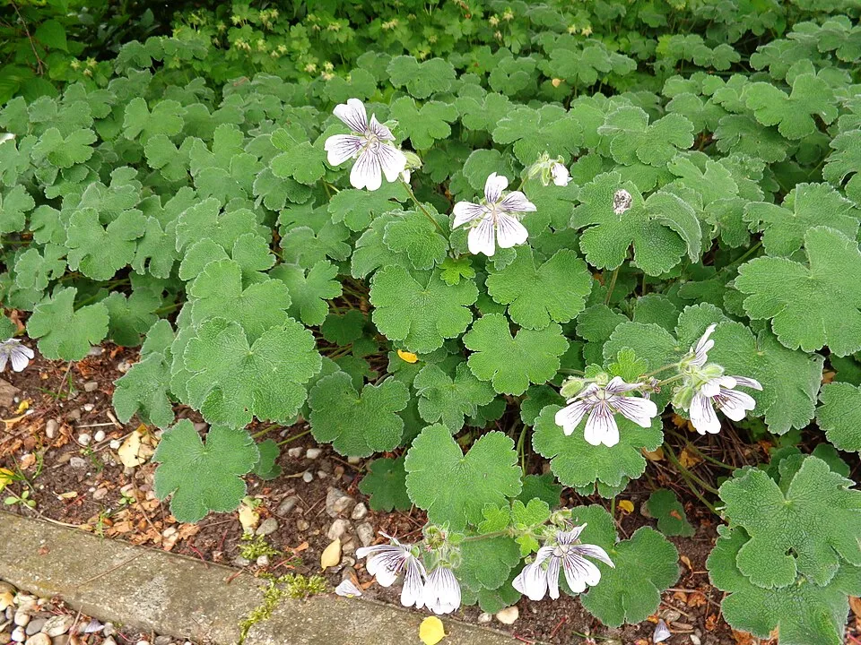 Ráncoslevelű gólyaorr / Geranium × renardii 'Philippe Vapelle'