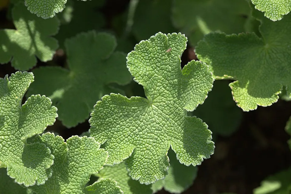 Ráncoslevelű gólyaorr / Geranium × renardii 'Philippe Vapelle'