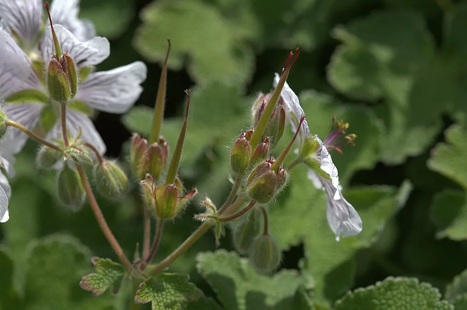 Ráncoslevelű gólyaorr / Geranium × renardii 'Philippe Vapelle'
