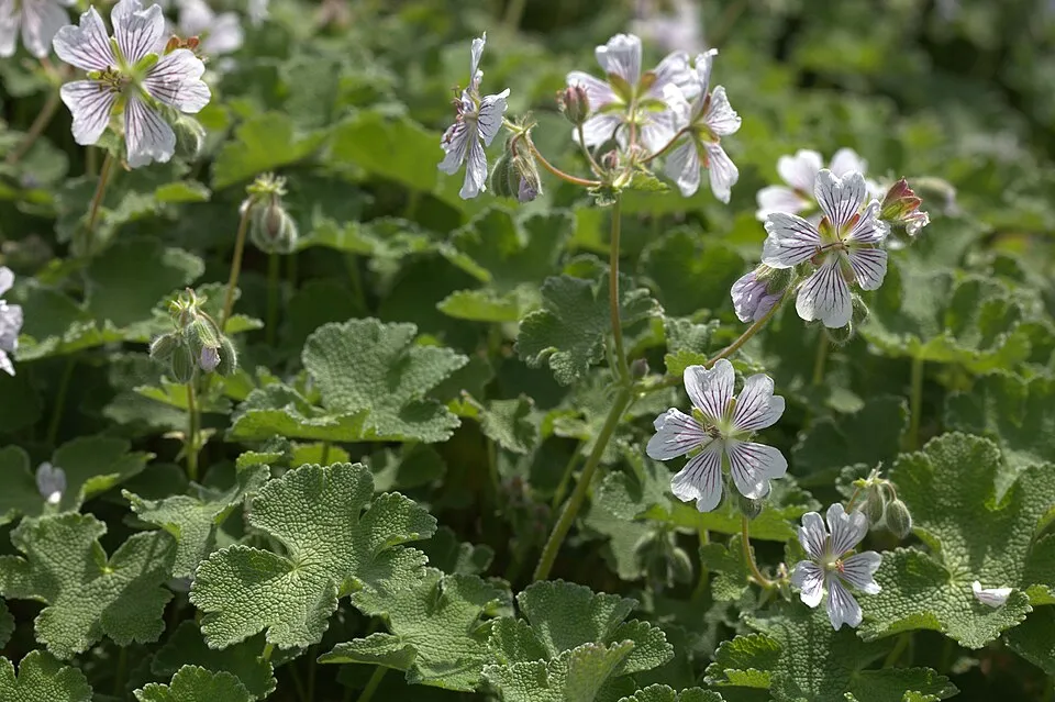 Ráncoslevelű gólyaorr / Geranium × renardii 'Philippe Vapelle'