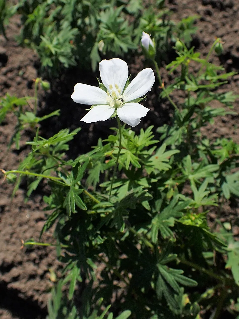 Piros gólyaorr / Geranium sanguineum 'Album'
